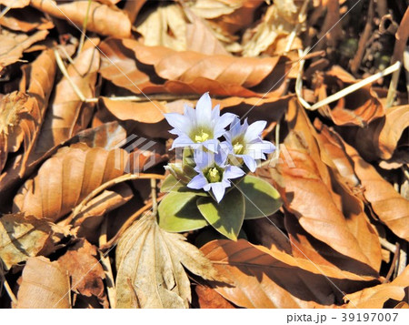 春一番に花をつけるハルリンドウ1 春一番に花をつけるハルリンドウ1 39197007