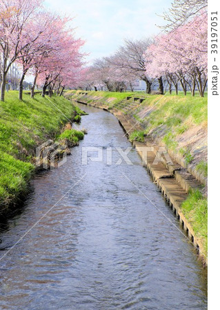 渋田川の桜並木 39197051
