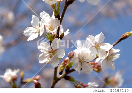 桜の花 39197119