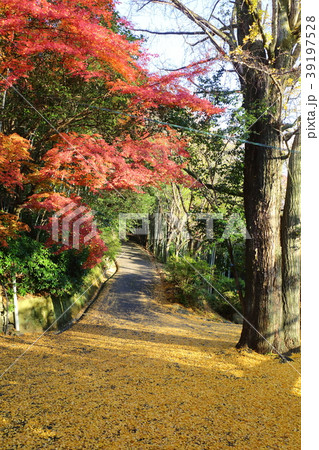京都　秋の山崎聖天 39197528