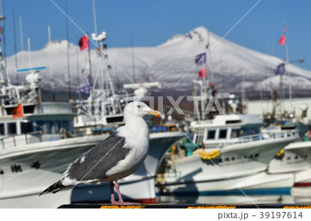 早春の北海道鹿部町鹿部港でオオセグロカモメを撮影 早春の北海道鹿部町鹿部港でオオセグロカモメを撮影 39197614