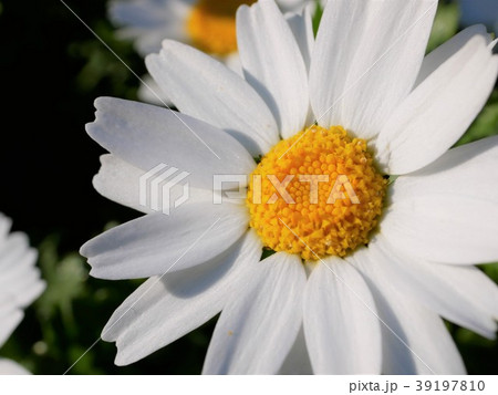 マーガレット 39197810