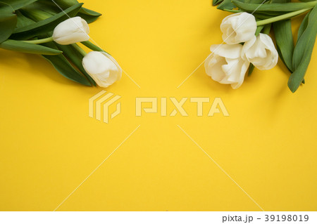 Tulip flowers postcard 39198019