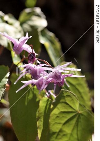 イカリソウ 39198162