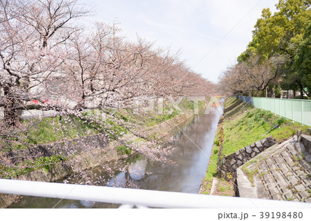桜 満開前 3月下旬 地元の桜-3 桜 満開前 3月下旬 地元の桜-3 39198480