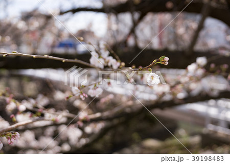 桜 満開前 3月下旬　地元の桜-5 39198483