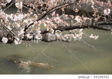 桜 満開前 3月下旬　地元の桜-14 39198502