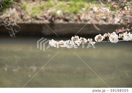 桜 満開前 3月下旬　地元の桜-16 39198505