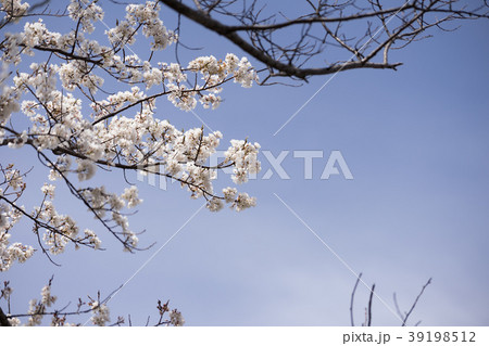 桜 満開前 3月下旬 地元の桜-20 桜 満開前 3月下旬 地元の桜-20 39198512