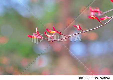 イロハモミジ 39198698