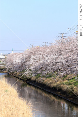 木更津・矢那川の桜 39198747