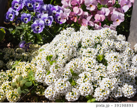 アリッサム 39198893