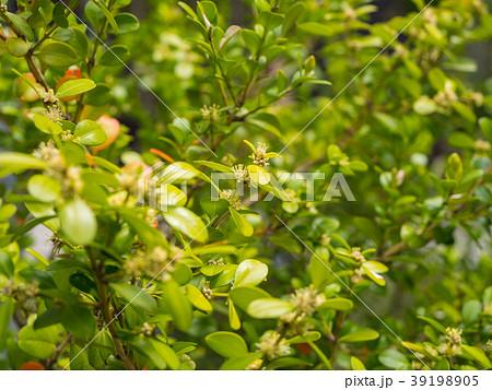 ボックスウッド ボックスウッド 39198905