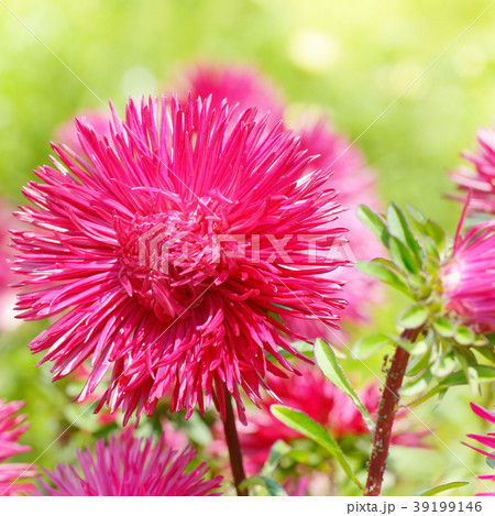 Flowerbed of multi-colored asters and sun. 39199146