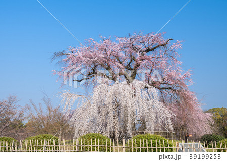 シダレザクラ（円山公園） 39199253