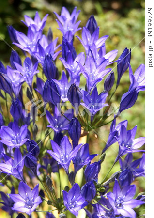 涼しげなブローディア 39199729