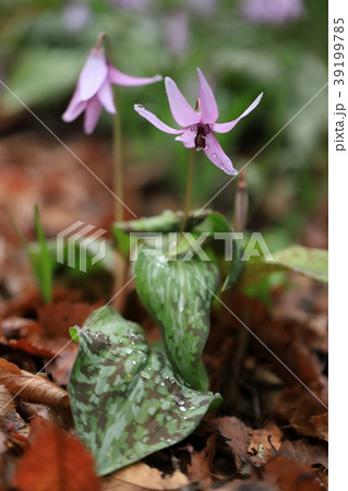 カタクリ 39199785