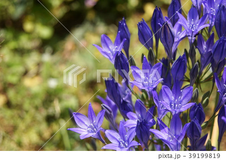 涼しげなブローディアの写真素材