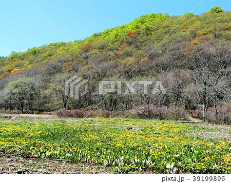 初夏の沼の原湿原5 初夏の沼の原湿原5 39199896