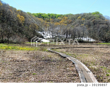 初夏の沼の原湿原５ 39199897