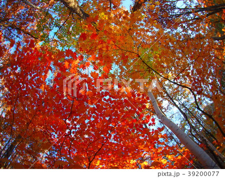 北信濃の紅葉 北信濃の紅葉 39200077