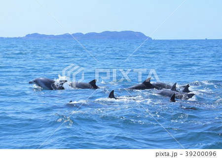 天草イルカウォッチング 39200096