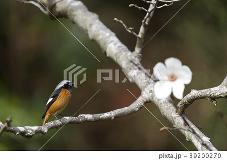 ジョウビタキ ジョウビタキ 39200270