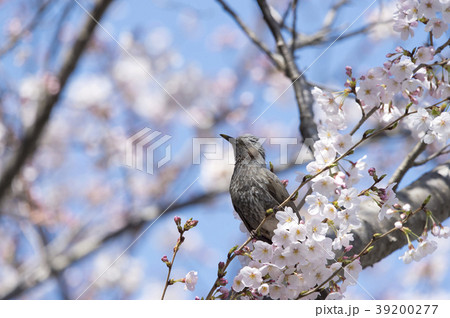 ヒヨドリ 39200277