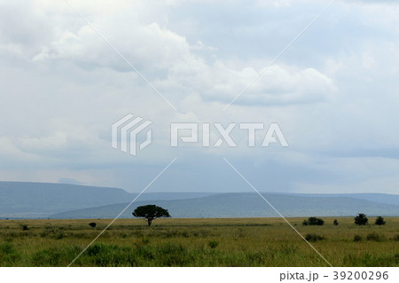 セレンゲティ原風景 39200296