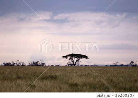 セレンゲティ原風景 39200307