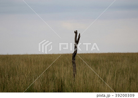 セレンゲティ原風景 39200309