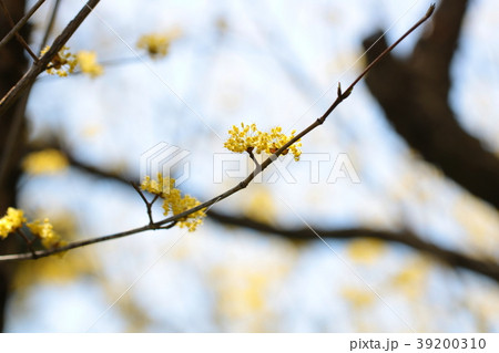 さんしゅゆ 39200310