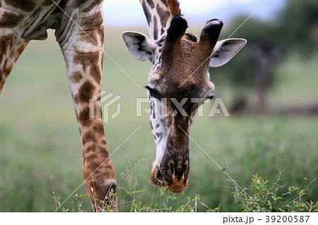 セレンゲティ国立公園 39200587