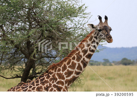 セレンゲティ国立公園 39200595