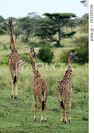 セレンゲティ国立公園 39200596