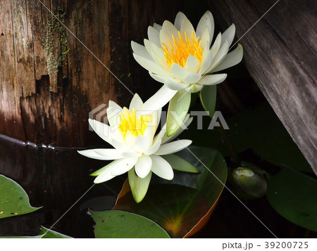 一沼池の睡蓮 39200725