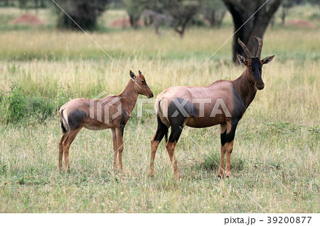 セレンゲティ国立公園 セレンゲティ国立公園 39200877