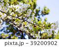 桜 39200902