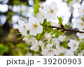 桜 39200903