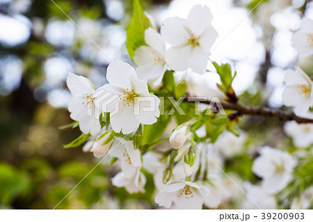 桜 桜 39200903