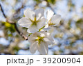桜 39200904