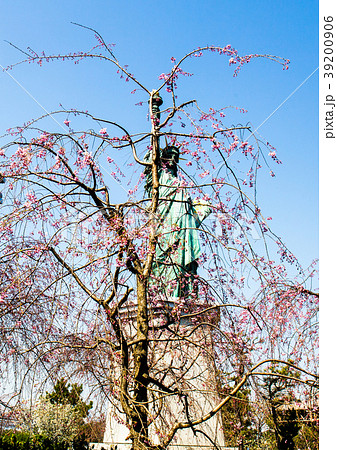 桜 桜 39200906