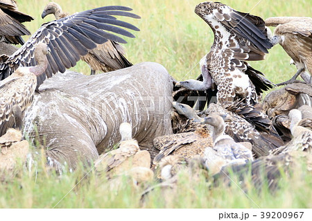 セレンゲティ国立公園 39200967