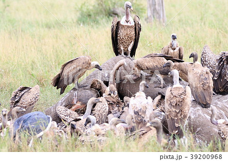 セレンゲティ国立公園 39200968