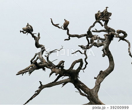 セレンゲティ国立公園 39200999