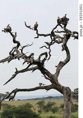 セレンゲティ国立公園 セレンゲティ国立公園 39201001