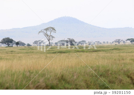 セレンゲティ原風景 39201150