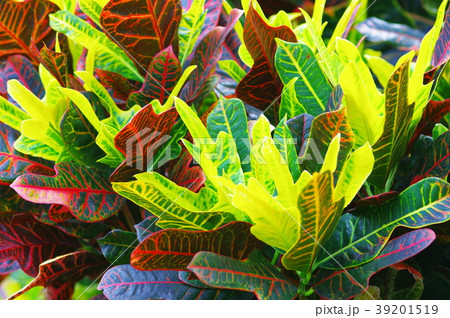 カラフルな観葉植物 カラフルな観葉植物 39201519