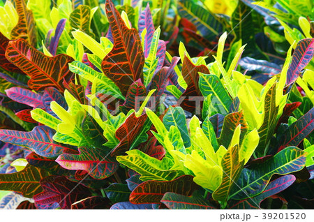 カラフルな観葉植物 39201520