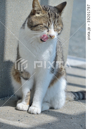 食欲旺盛なネコ 39201797